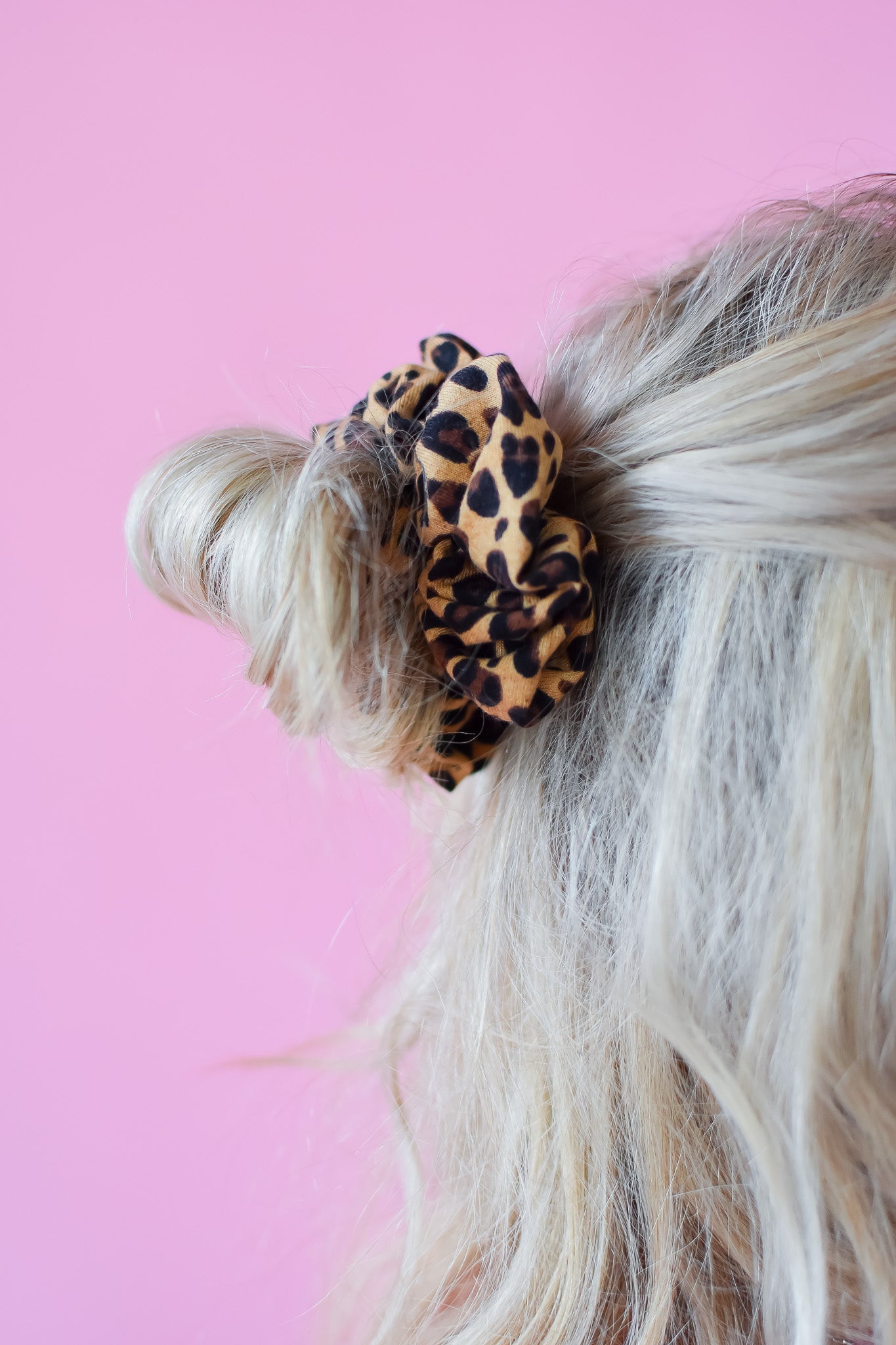 Leopard Knit Regular Scrunchy