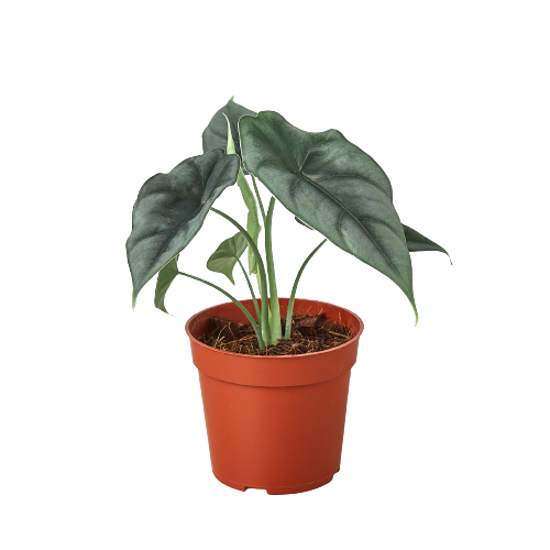 Alocasia Amazonica Reversa | Unique Arrowhead Plant | Moderate Care | House Plant Shop