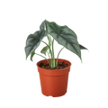 Alocasia Amazonica Reversa | Unique Arrowhead Plant | Moderate Care | House Plant Shop