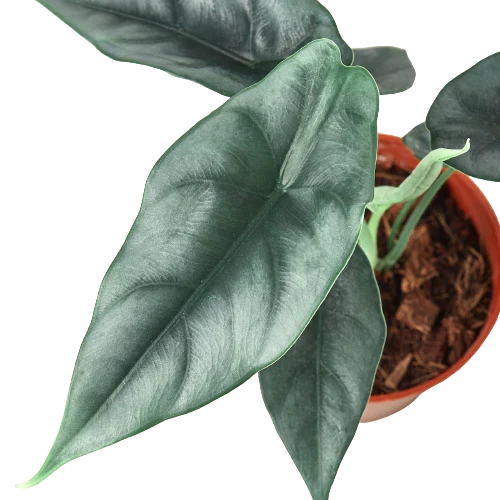 Alocasia Amazonica Reversa | Unique Arrowhead Plant | Moderate Care | House Plant Shop