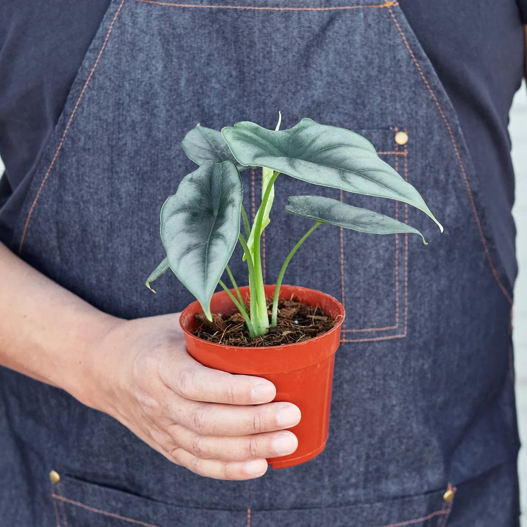 Alocasia Amazonica Reversa | Unique Arrowhead Plant | Moderate Care | House Plant Shop