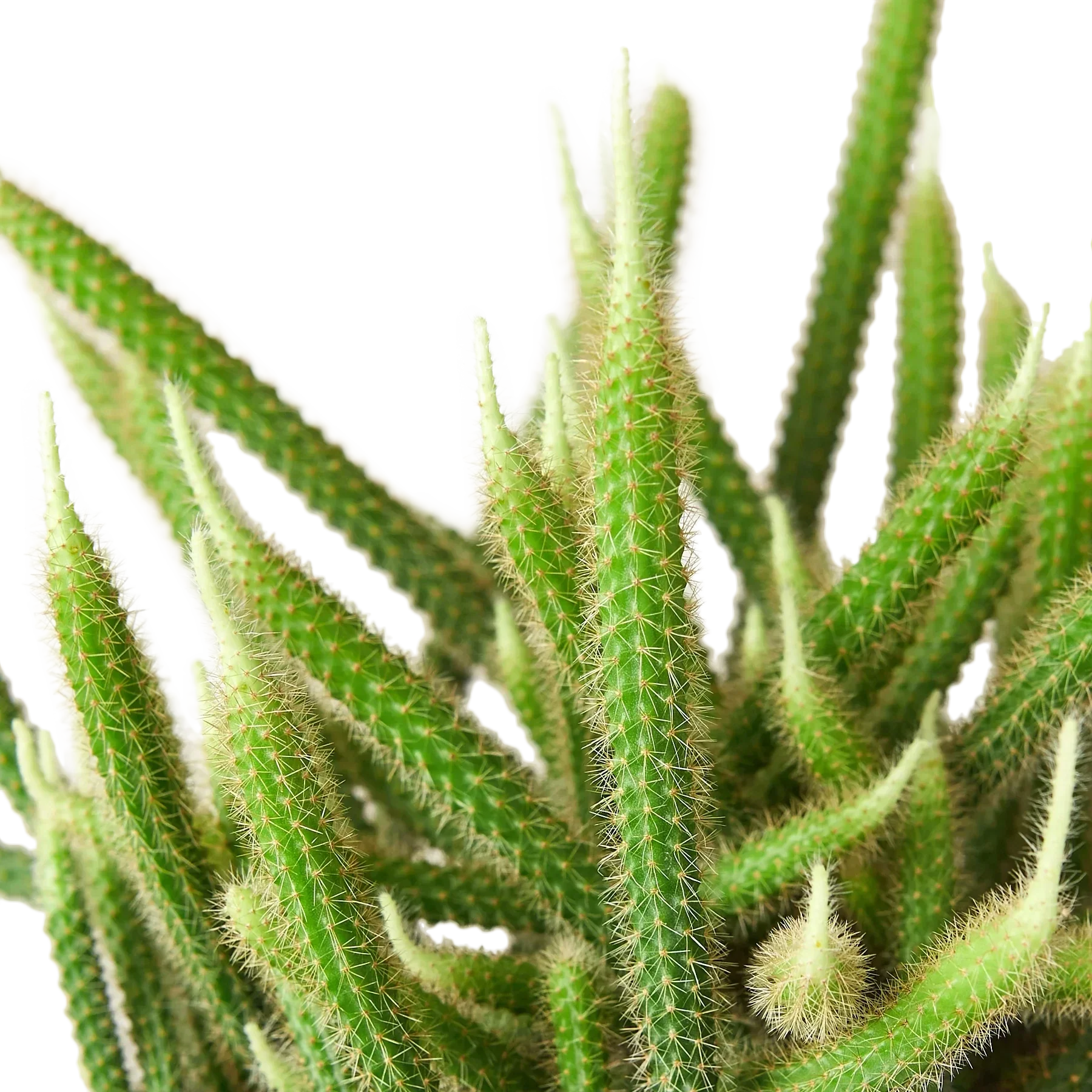 Rat Tail Cactus