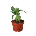 Calathea 'Orbifolia'