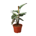Calathea 'White Star'