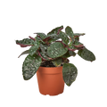 Hemigraphis 'Purple Waffle'