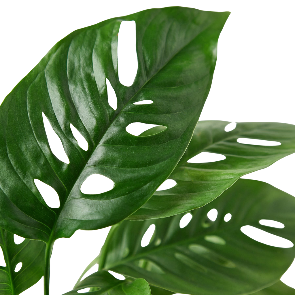 Monstera Adansonii Swiss Cheese | Easy Care Vining Plant | House Plant Shop