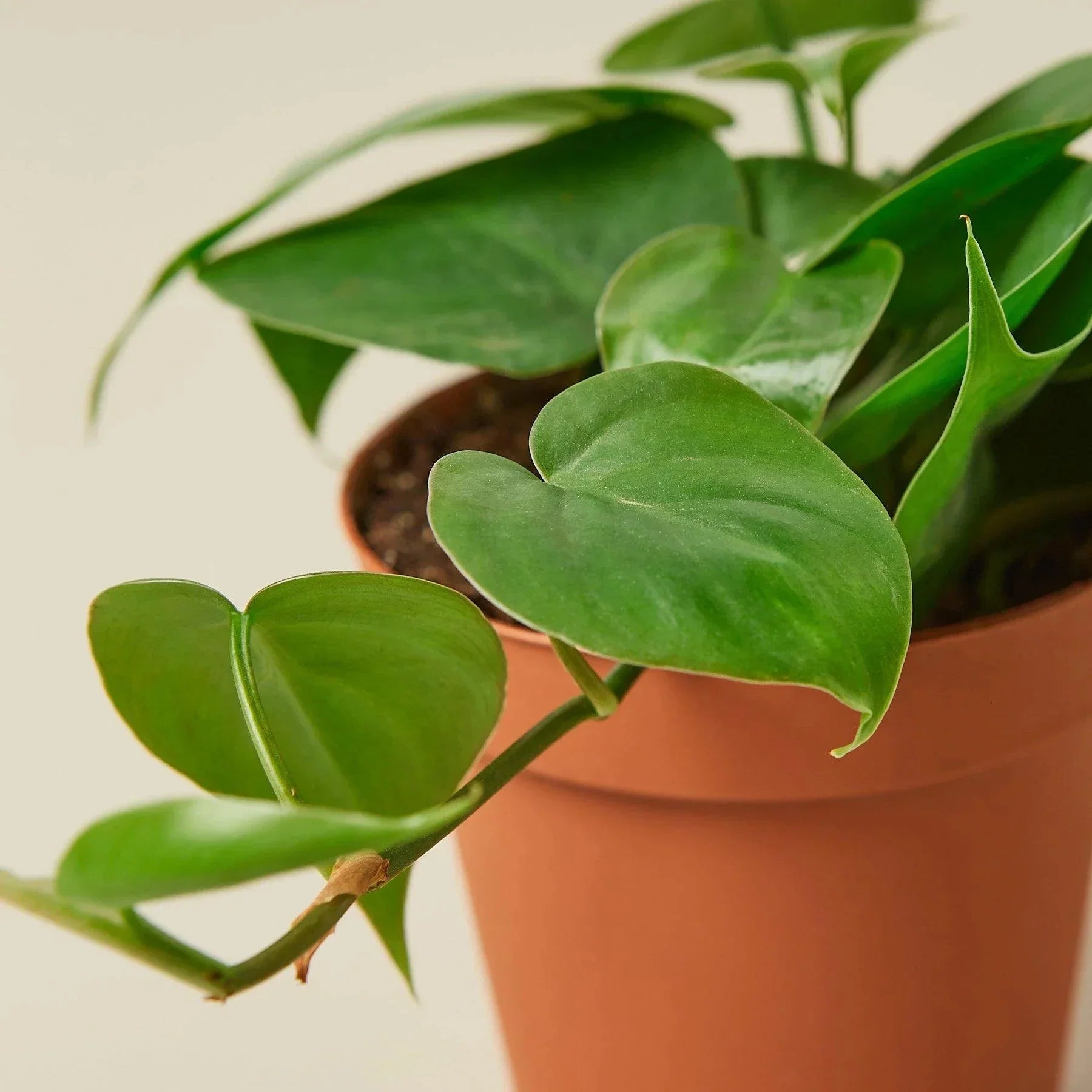 Philodendron Cordatum Heartleaf | Easy Care Climbing Houseplant | House Plant Shop