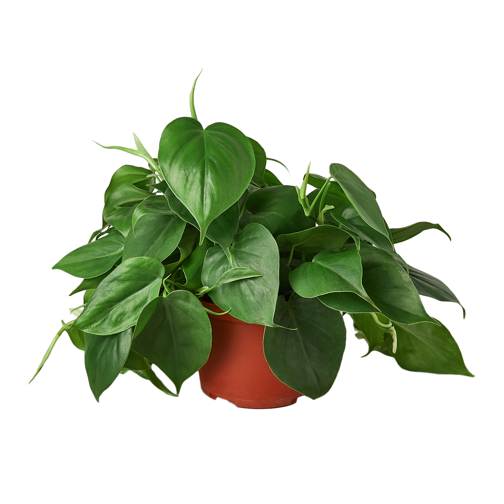 Philodendron Cordatum Heartleaf | Easy Care Climbing Houseplant | House Plant Shop
