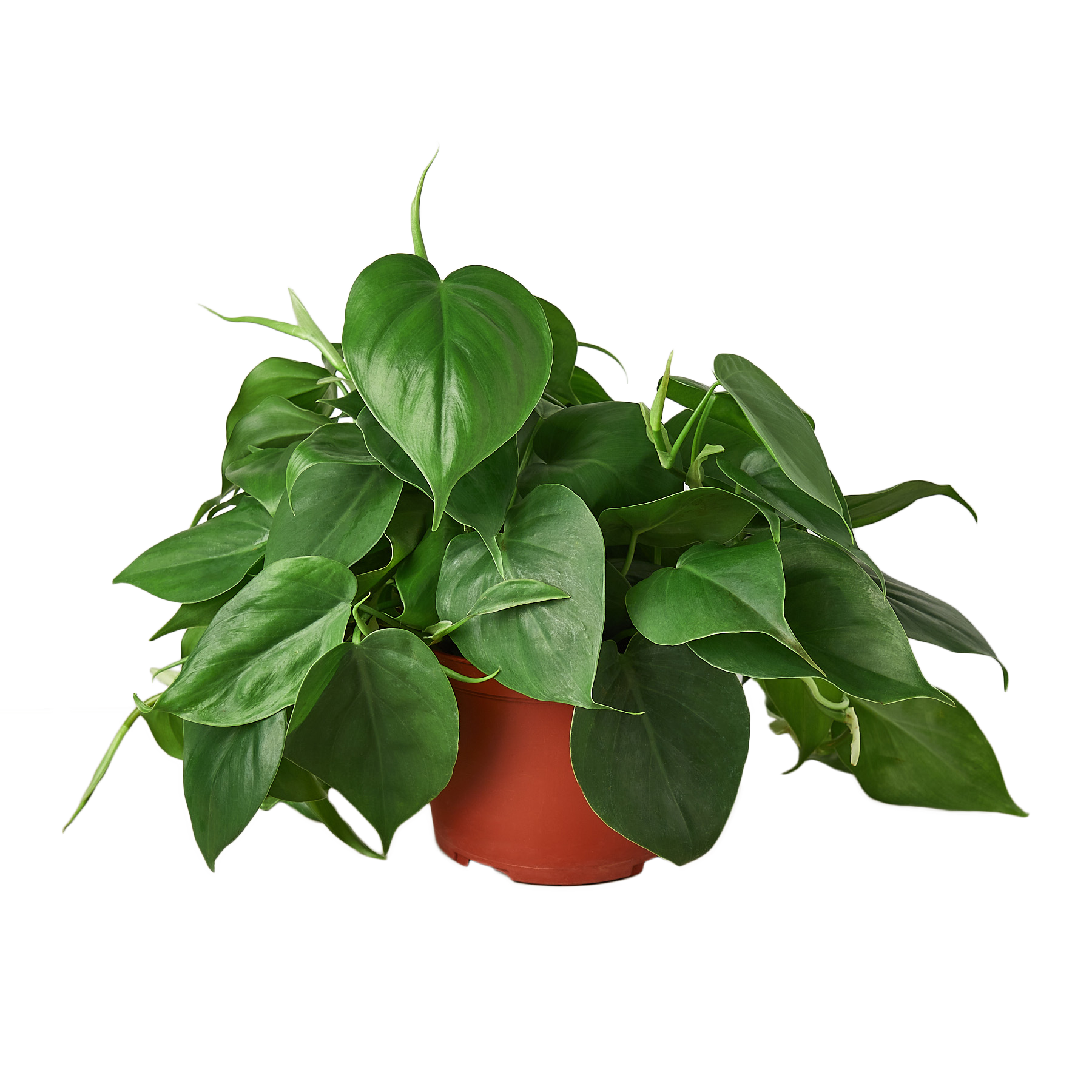 Philodendron Cordatum Heartleaf | Easy Care Climbing Houseplant | House Plant Shop