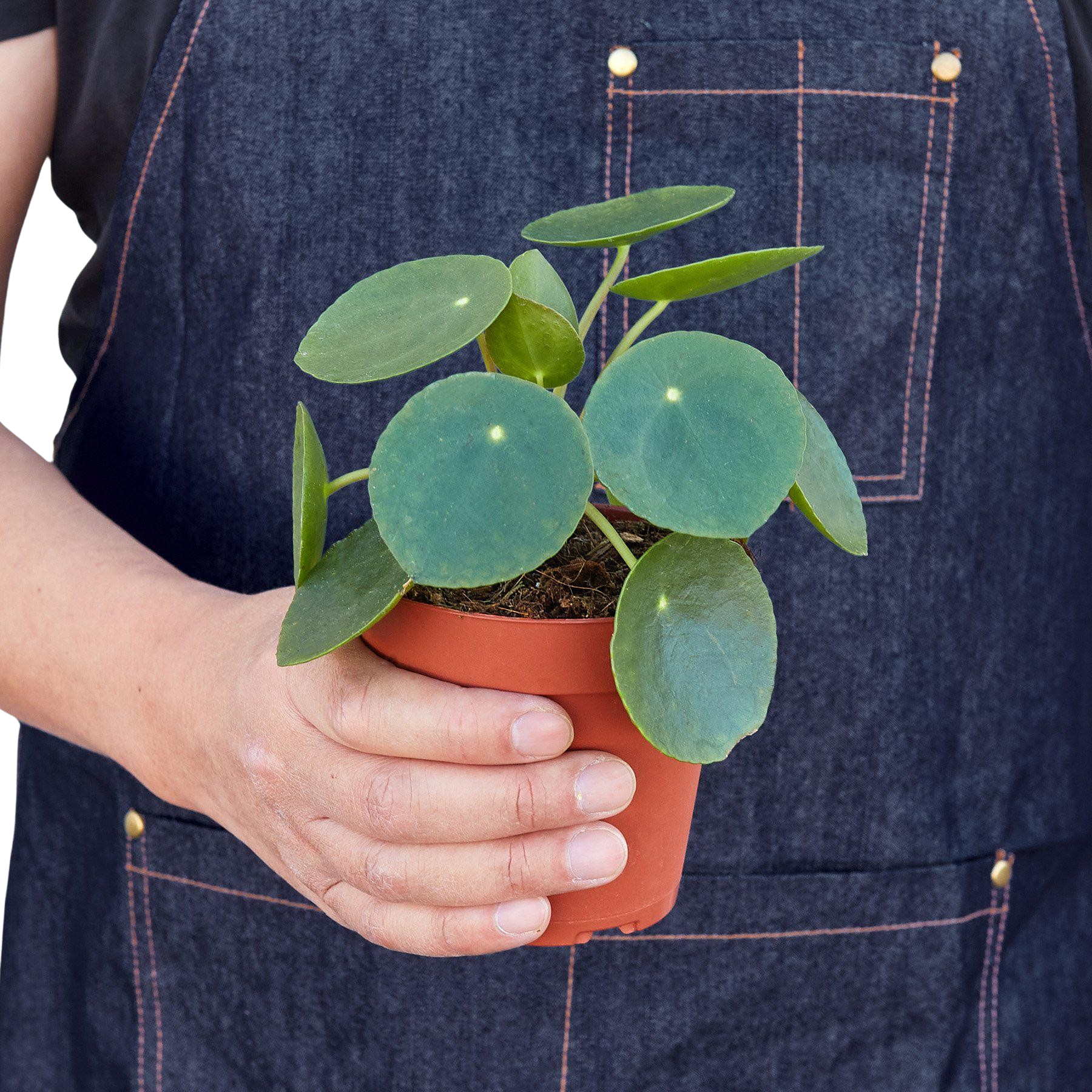 Pilea Peperomioides Chinese Money Plant | Easy Care Coin-Shaped Leaves | House Plant Shop
