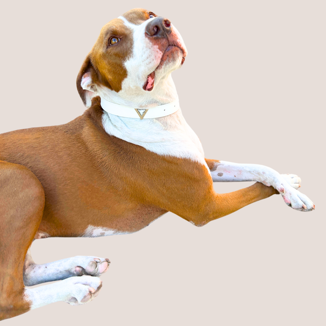 Starlight White Cactus Leash