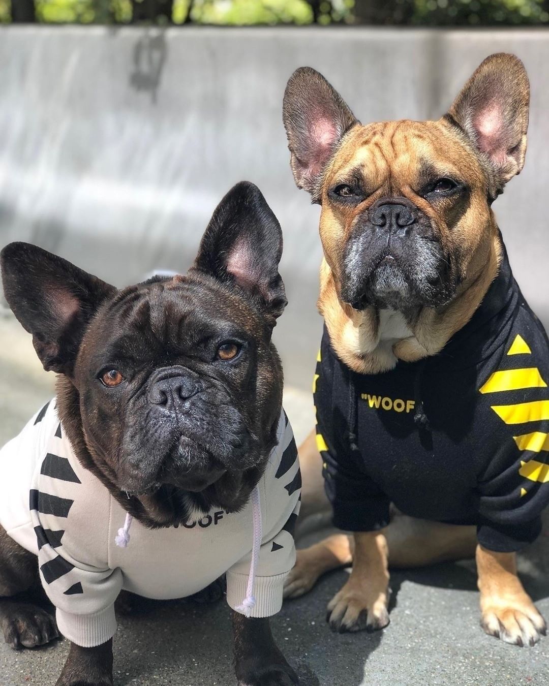 Woof Dog Hoodie Streetwear Soft Cotton Pullover for Pets - Image 15
