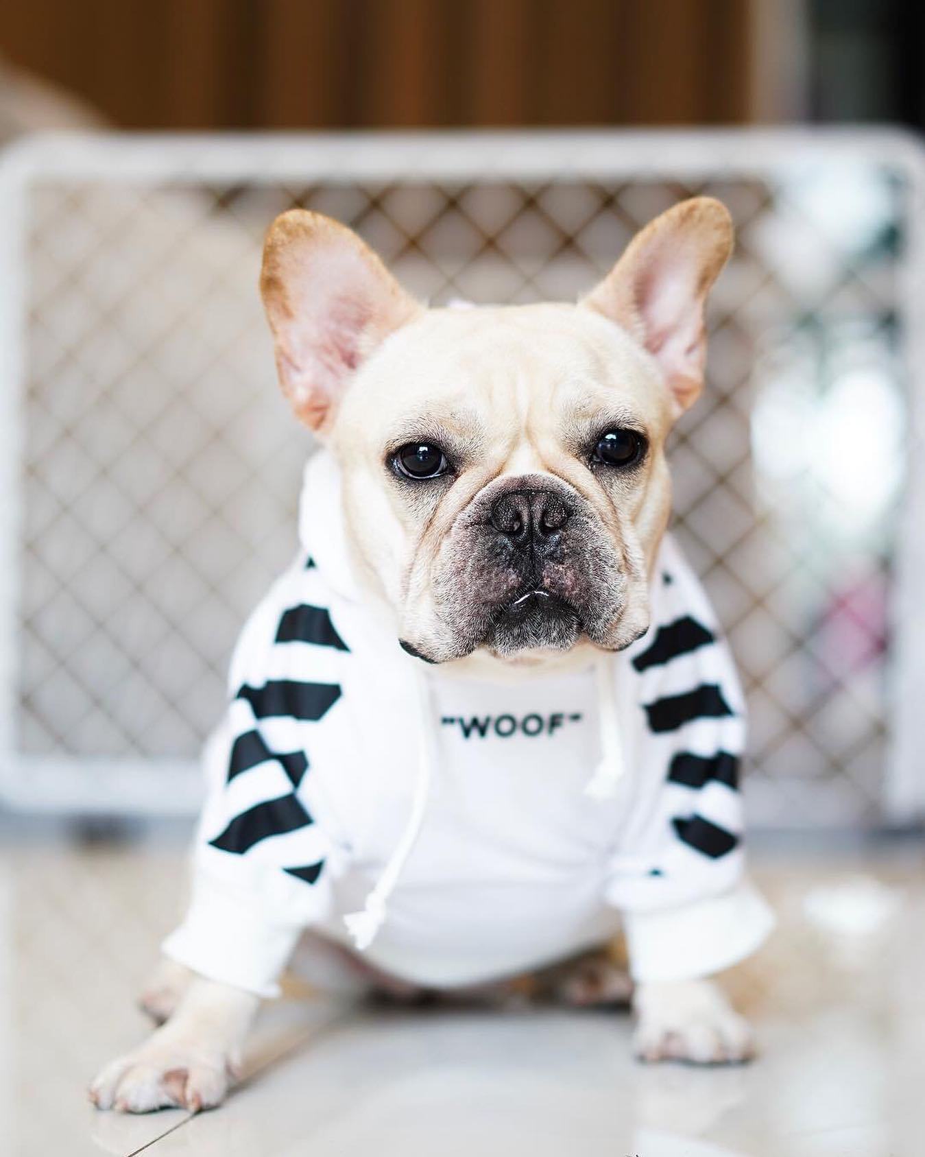 Woof Dog Hoodie Streetwear Soft Cotton Pullover for Pets - Image 19