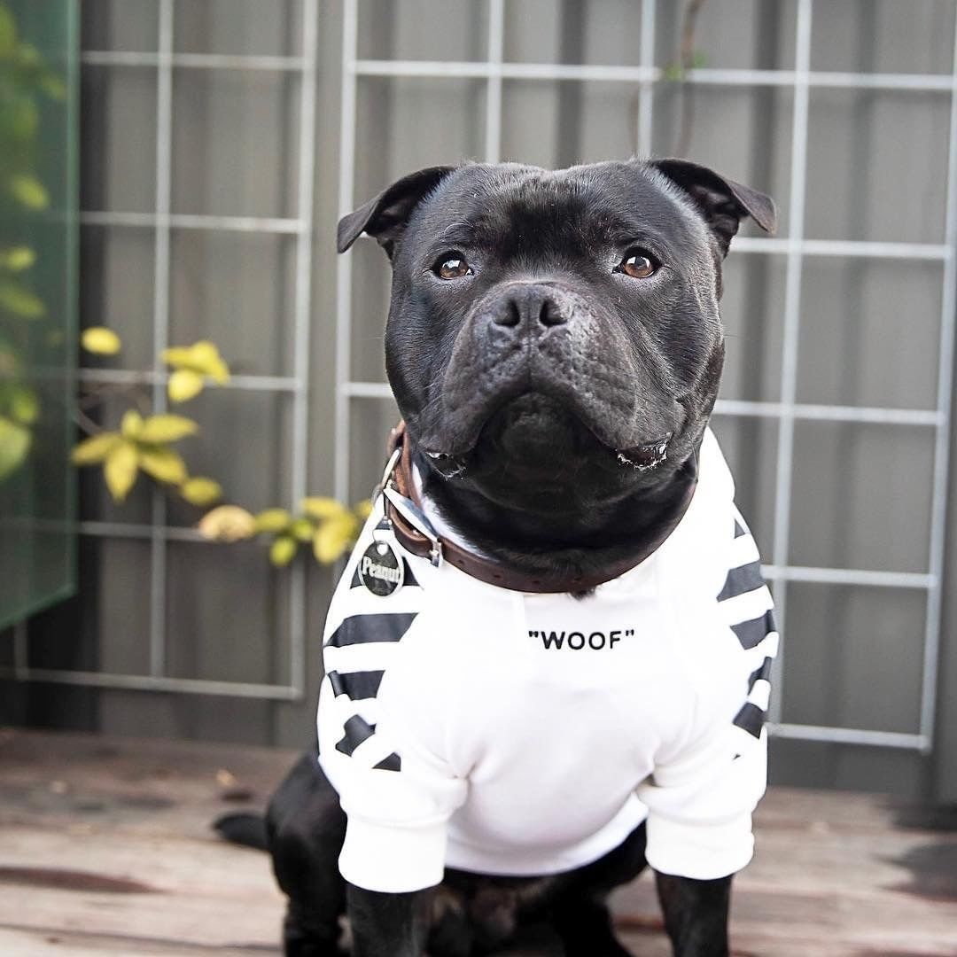 Woof Dog Hoodie Streetwear Soft Cotton Pullover for Pets - Image 18