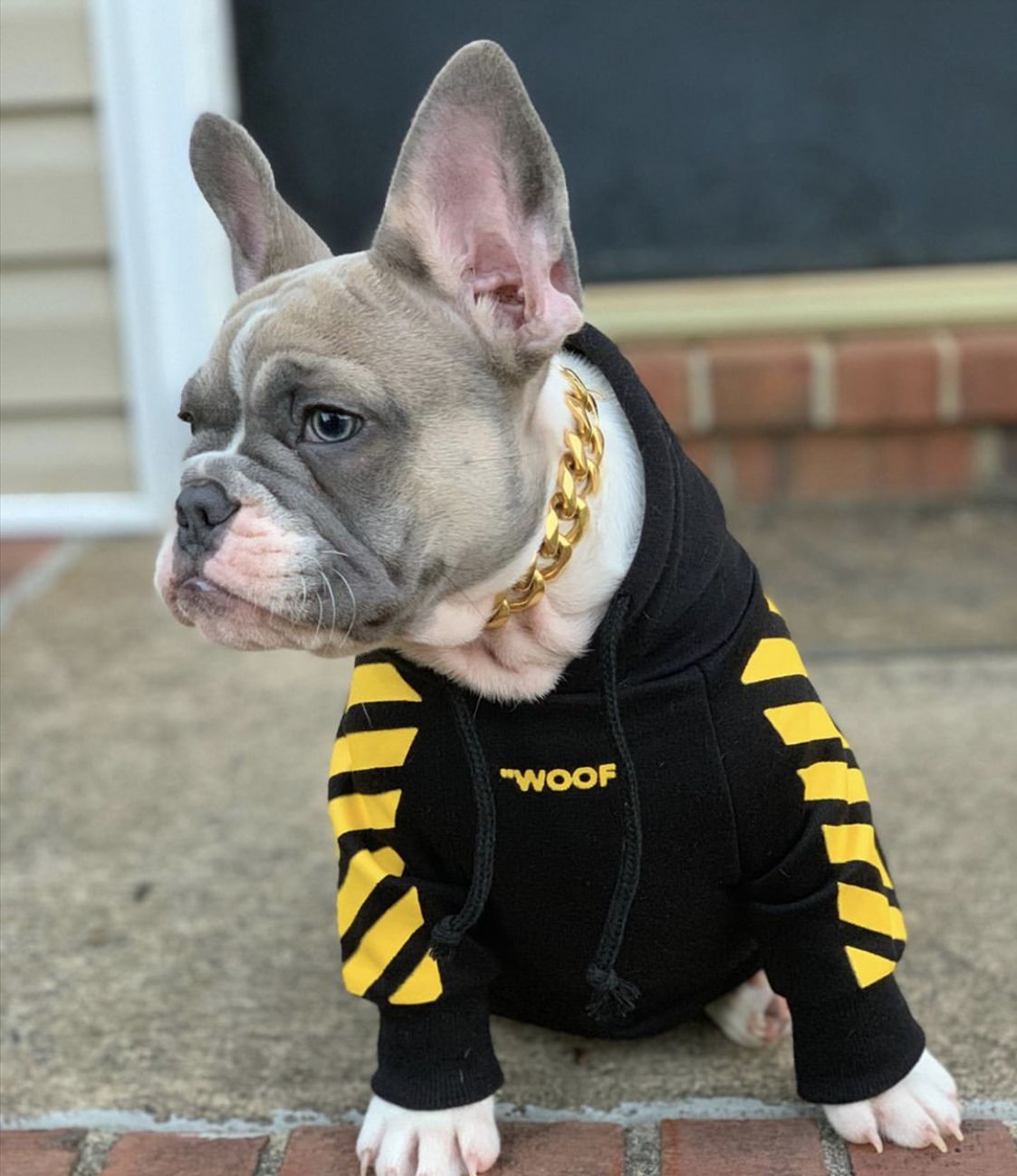 Woof Dog Hoodie Streetwear Soft Cotton Pullover for Pets - Image 13