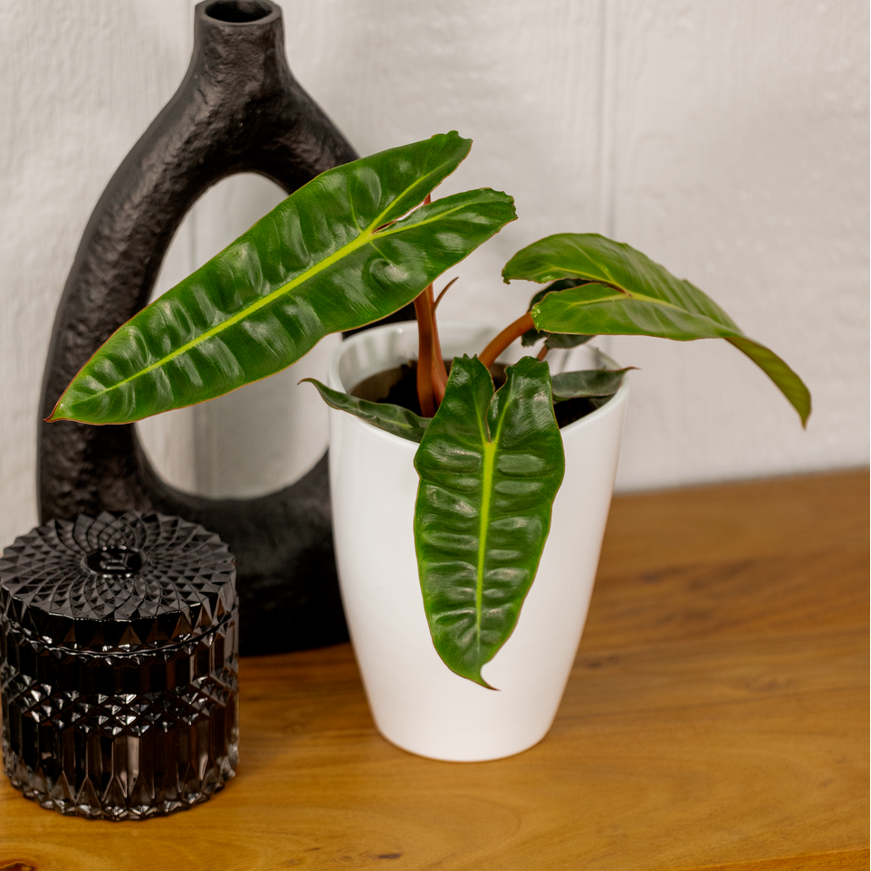 PrismaColor Orange Smooth Philodendron billietiae with elongated leaves and bright stems