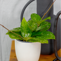 Close up of Endless Cascades® Freckled Splash Hoya leaves with silver variegation.