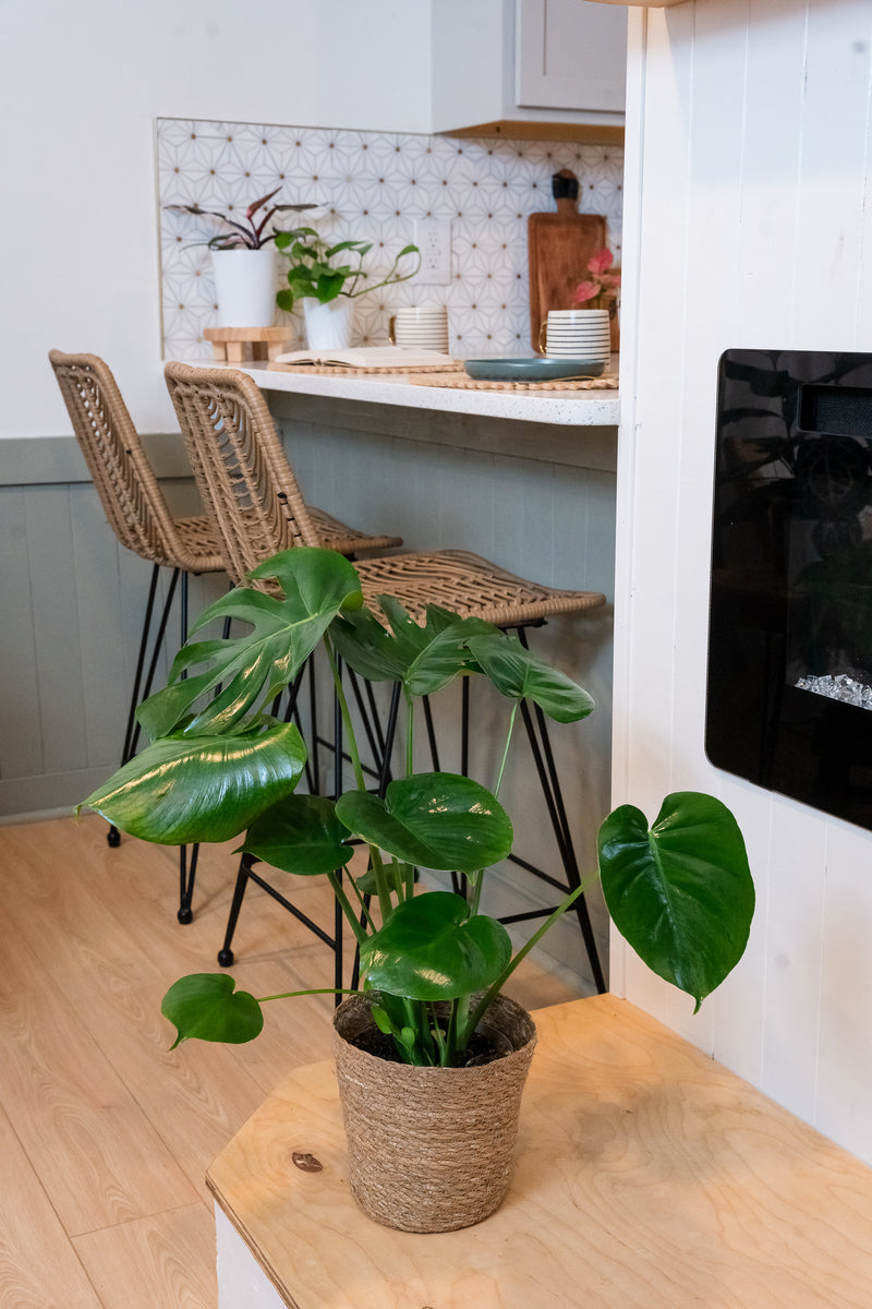 Mysteria Deliciosa Split-Leaf Philodendron Houseplant
