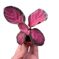 Calathea 'Purple Rose'