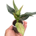 Chinese Evergreen 'Red Vein'