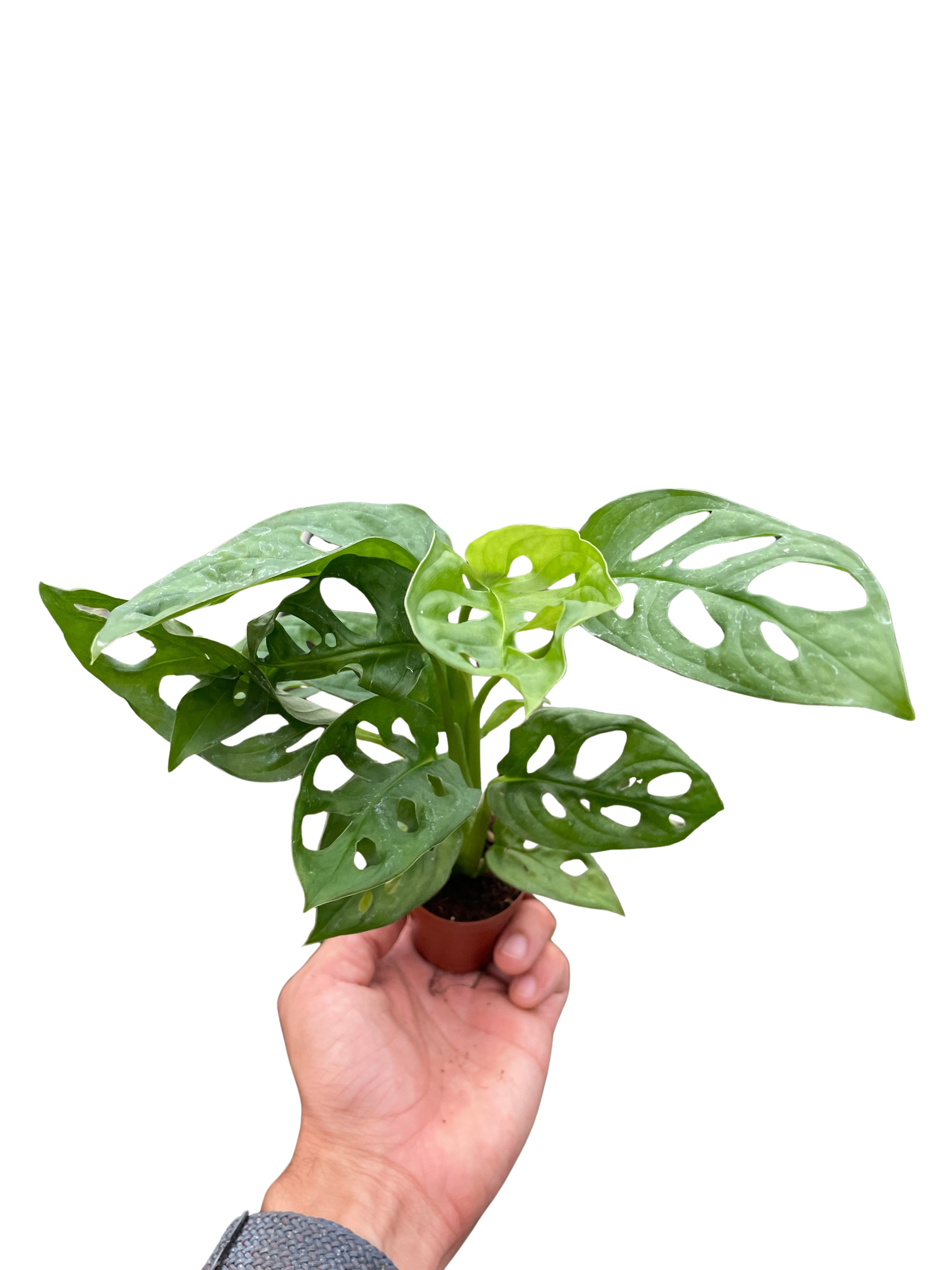 Monstera Adansonii Swiss Cheese | Easy Care Vining Plant | House Plant Shop