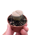 Lithop Living Stone