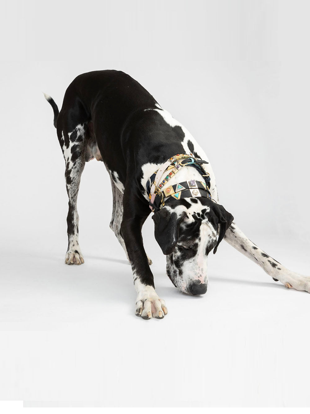 Honey Tiger Cork Leather Collar