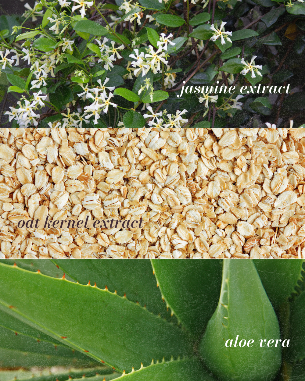 Jasmine Milk Gentle Cream-to-Milk Facial Cleanser for Sensitive Skin - Image 3