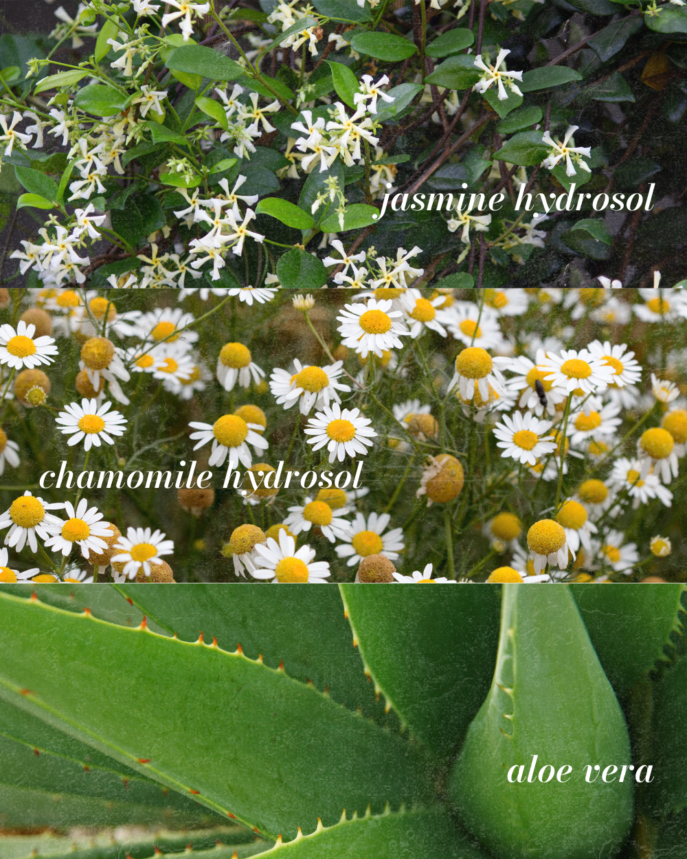 Jasmine Essence Soothing Floral Hydrating Facial Toner - Image 3