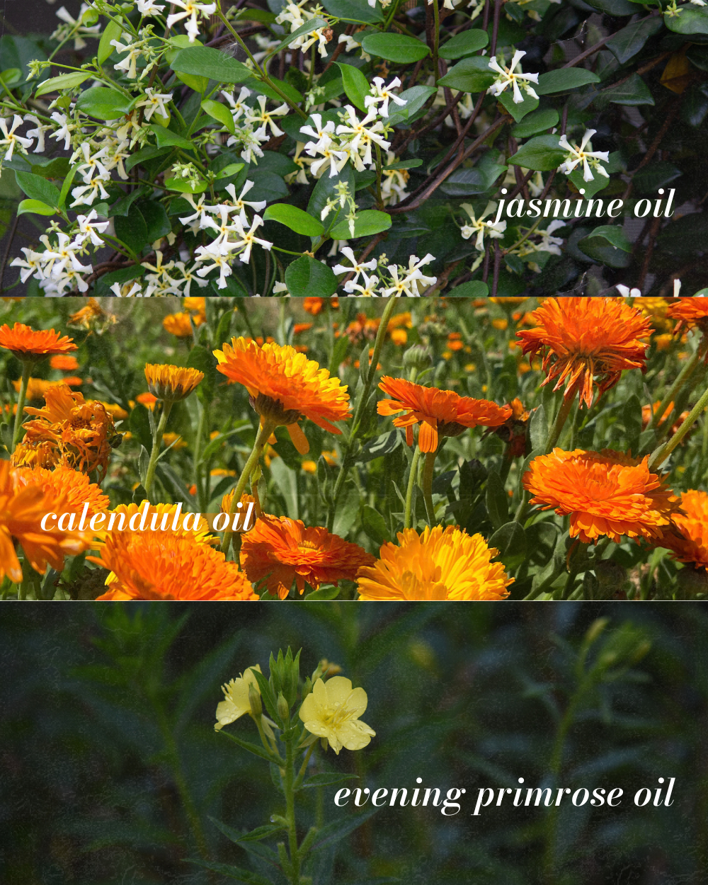 Jasmine Nectar Calming Botanical Face Oil for Sensitive Skin - Image 3