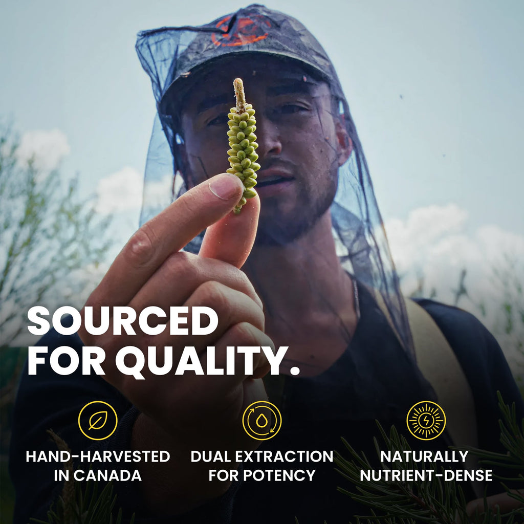 Wild Harvested Canadian Pine Pollen Liquid Extract 120ml - Image 2