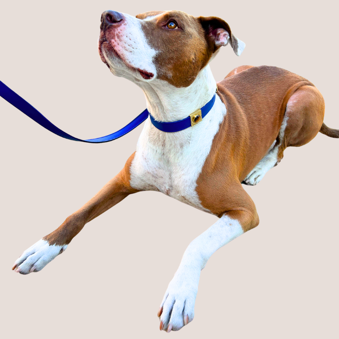 Galactic Blue Cactus Collar