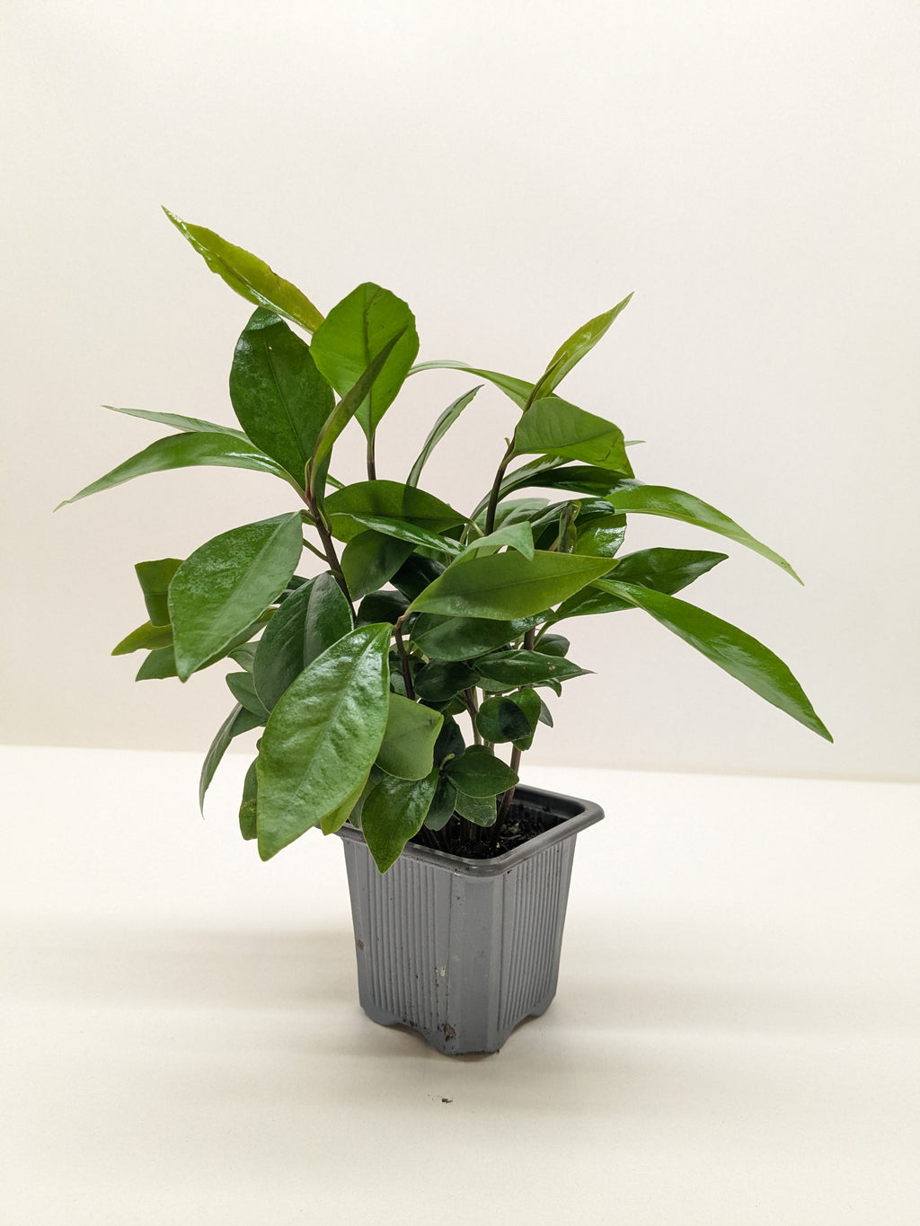 Ardisia Red (Coral Berry) | Holiday Plant with Red Berries | House Plant Shop