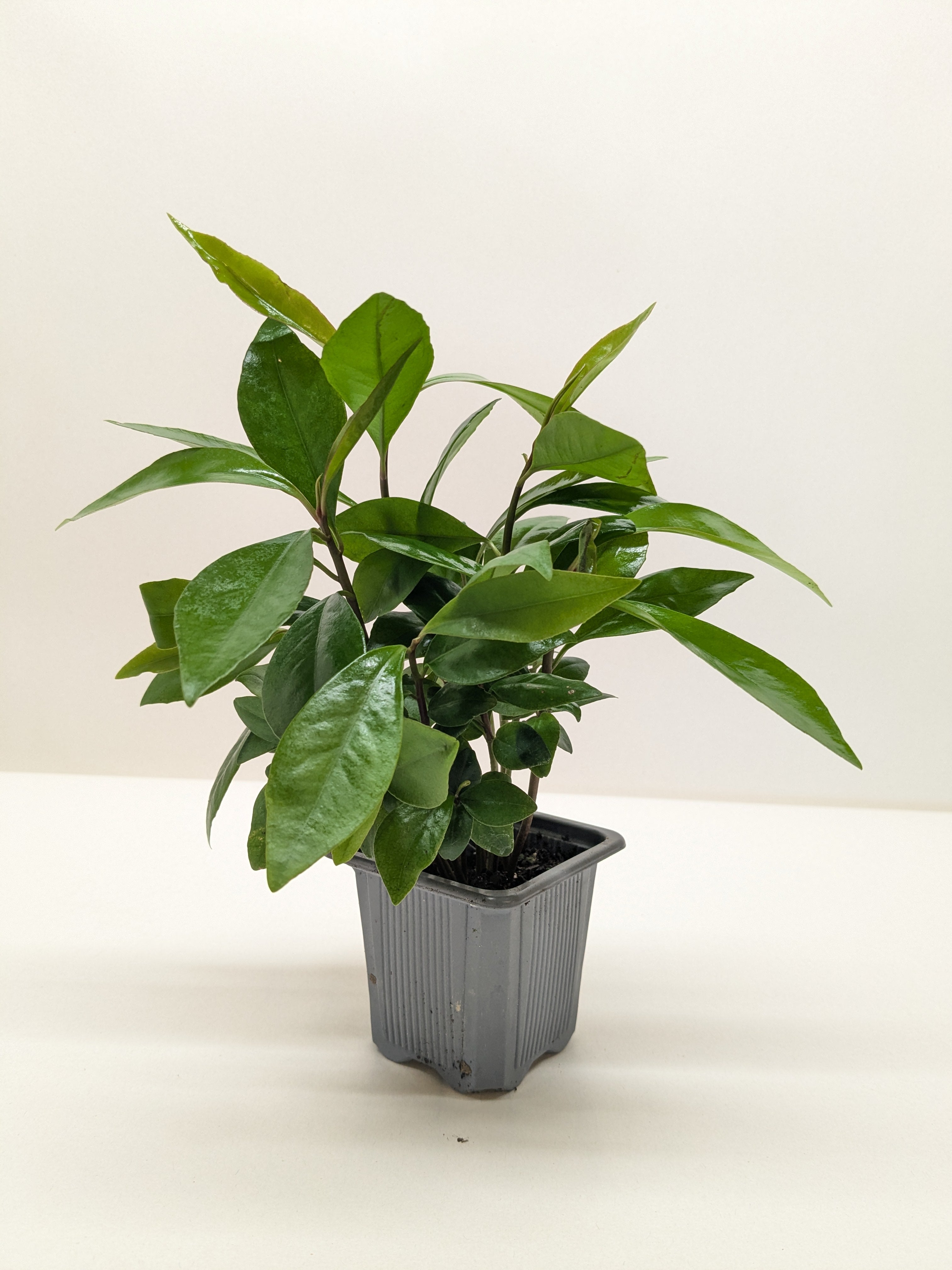 Ardisia Red (Coral Berry) | Holiday Plant with Red Berries | House Plant Shop