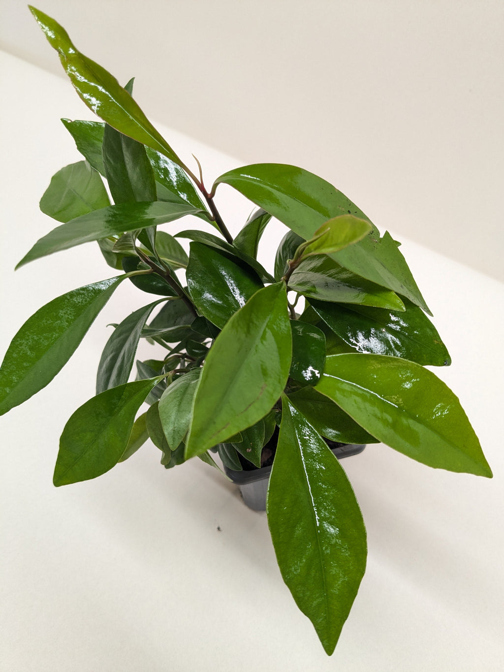 Ardisia Red (Coral Berry) | Holiday Plant with Red Berries | House Plant Shop