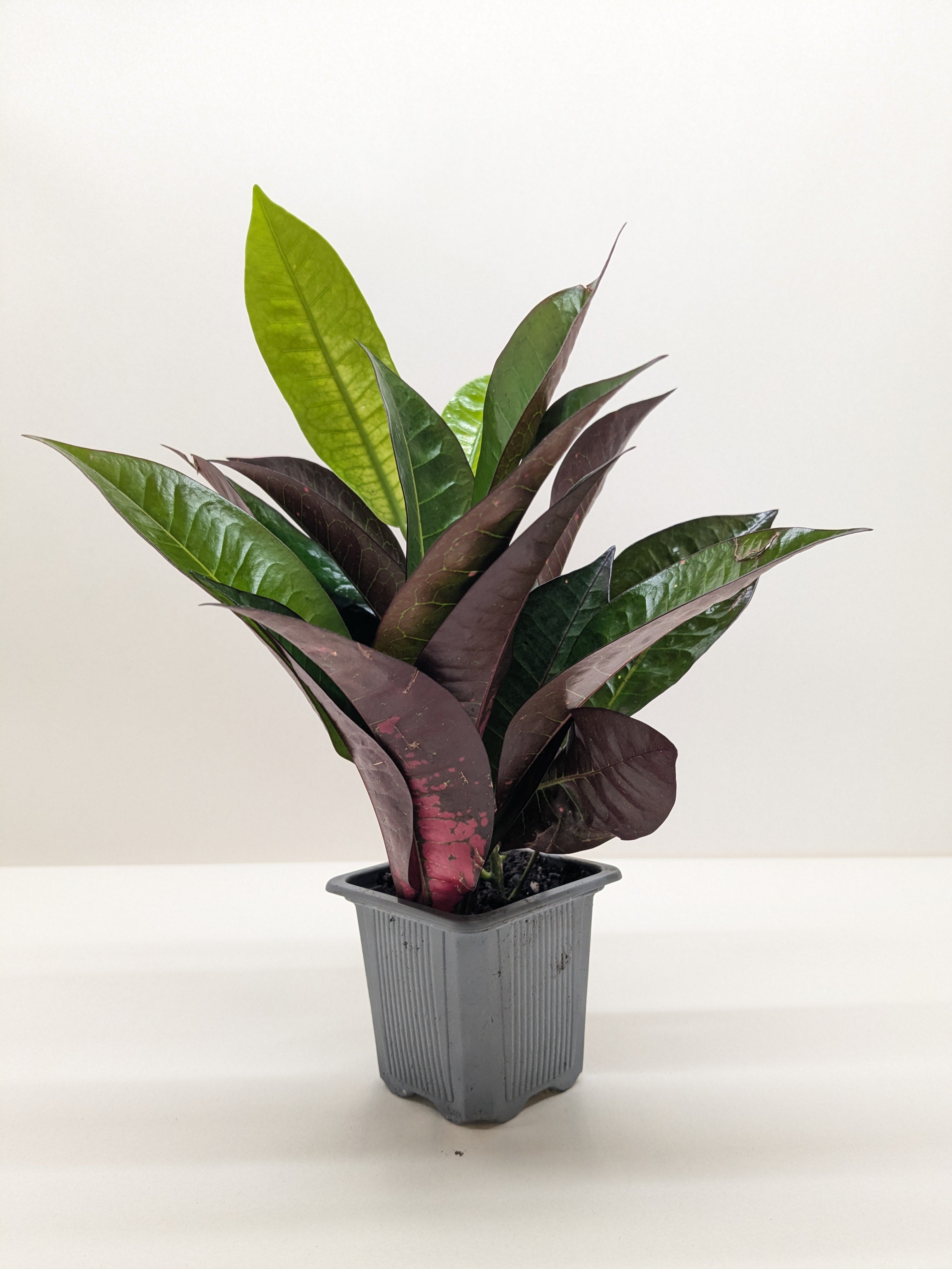 Croton Iceton | Colorful Yellow to Red Tropical Plant | House Plant Shop