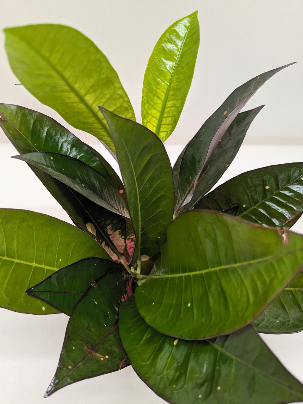 Croton Iceton | Colorful Yellow to Red Tropical Plant | House Plant Shop