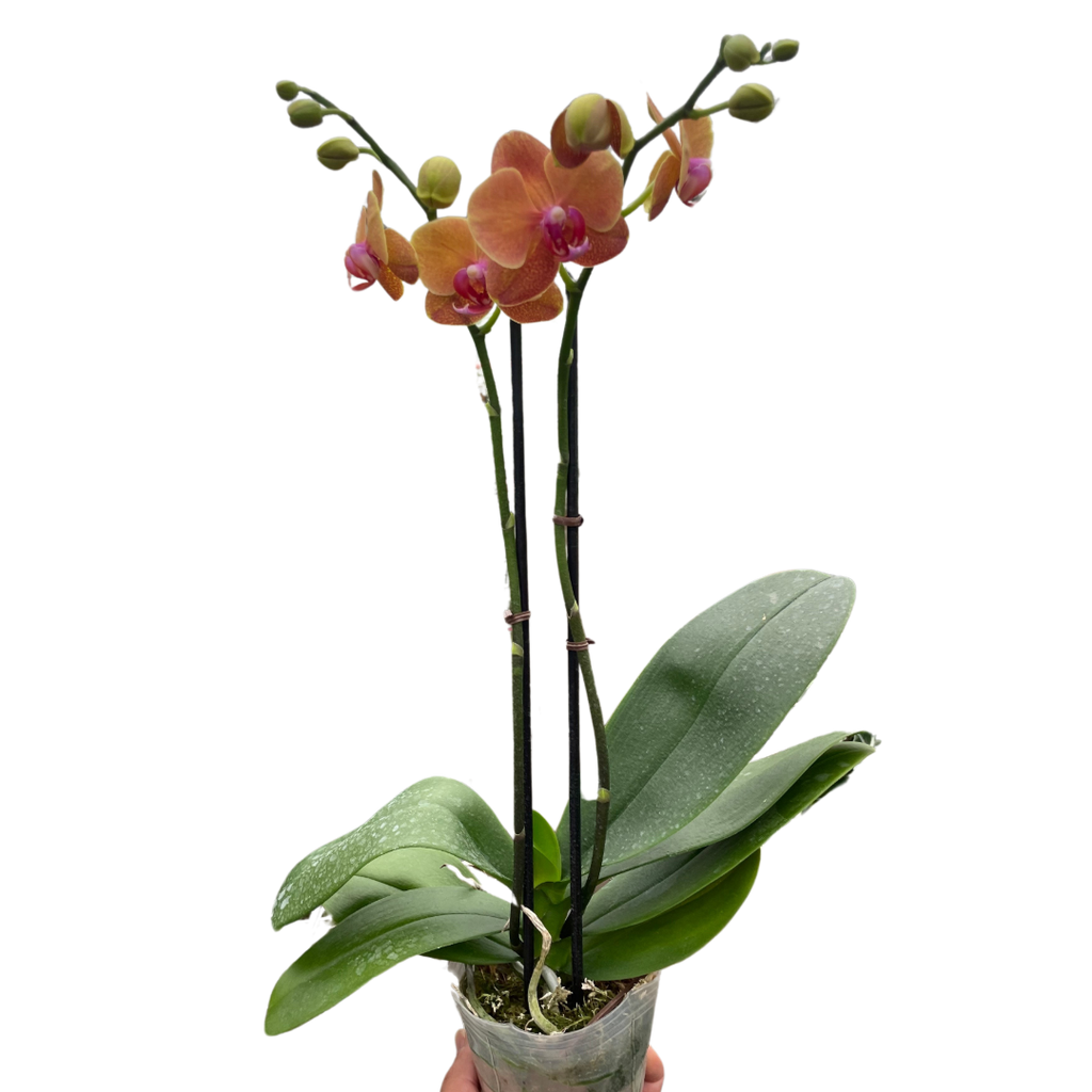 Orchid 'Orange Phalaenopsis' | Vibrant Moth Orchid | House Plant Shop