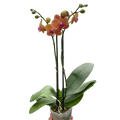 Orchid 'Orange Phalaenopsis' | Vibrant Moth Orchid | House Plant Shop