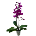 Orchid 'Purple Phalaenopsis'
