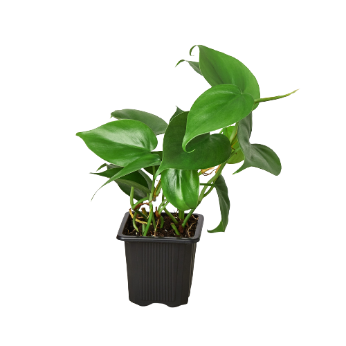 Philodendron Cordatum Heartleaf | Easy Care Climbing Houseplant | House Plant Shop