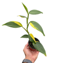 Scindapsus 'Coriaceus'