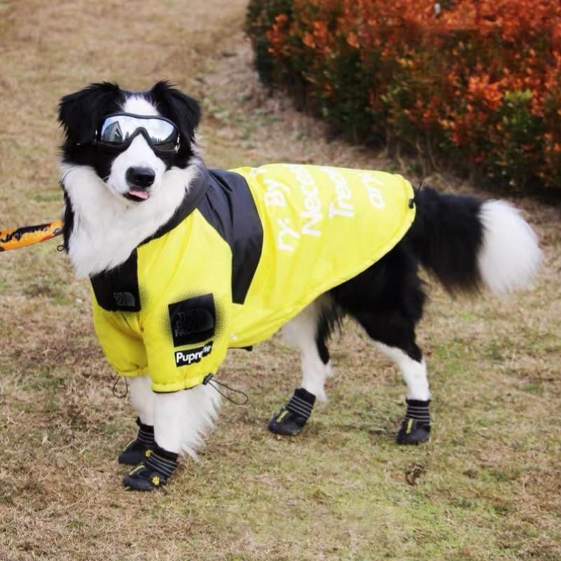 A border collie wearing a bright yellow and black waterproof dog jacket with reflective text.