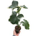 Alocasia 'Mickey Mouse' (Xanthosoma sagittifolium 'Variegatum Monstrosum')