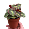 Begonia 'Striped'