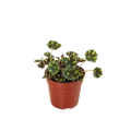Begonia Tiger Paws - 4" Pot