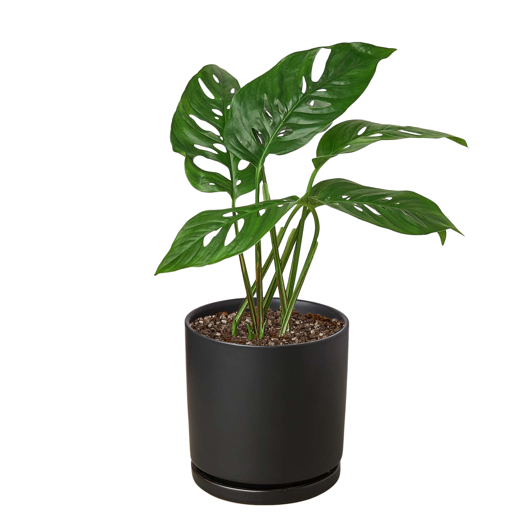 Monstera Adansonii Swiss Cheese | Easy Care Vining Plant | House Plant Shop