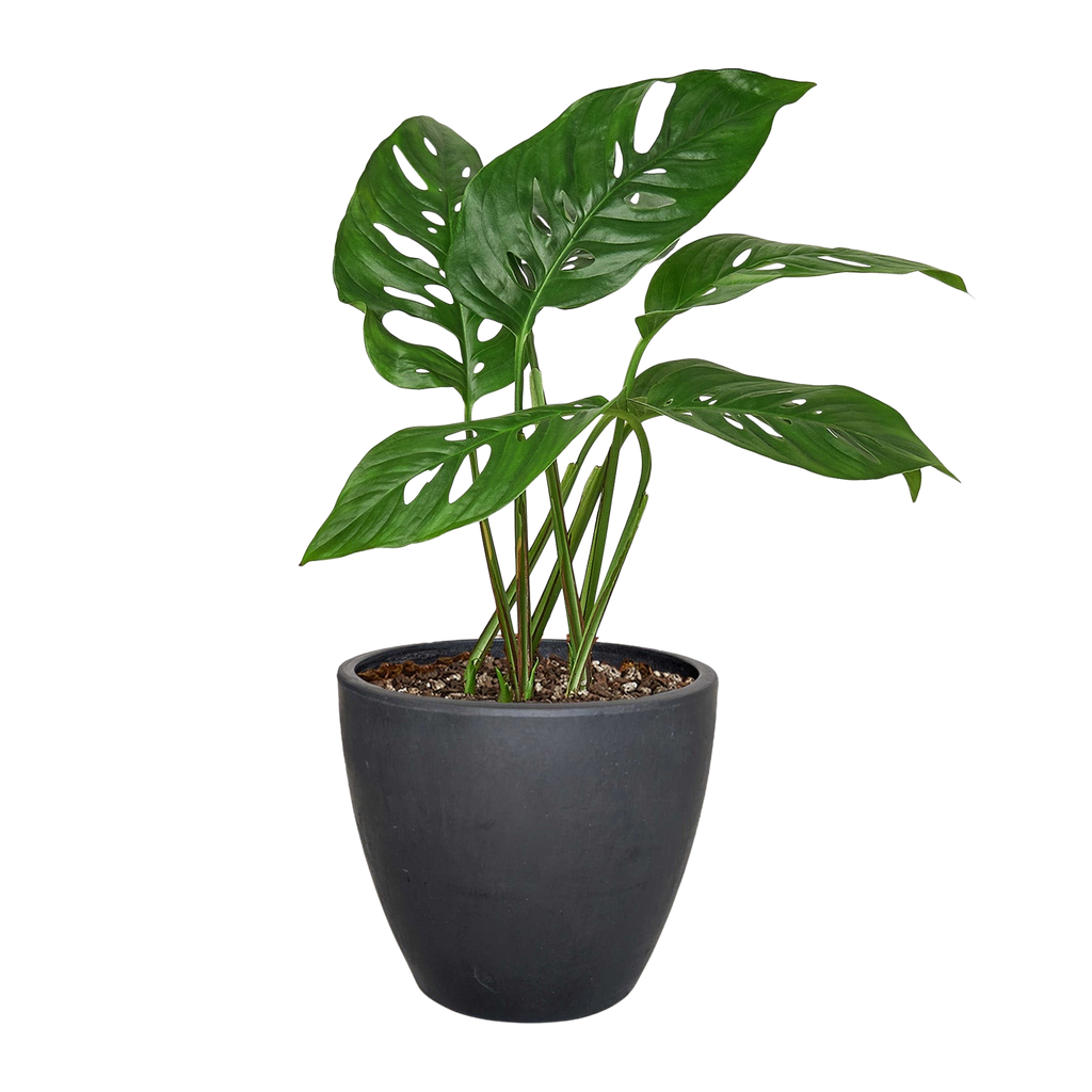 Monstera Adansonii Swiss Cheese | Easy Care Vining Plant | House Plant Shop
