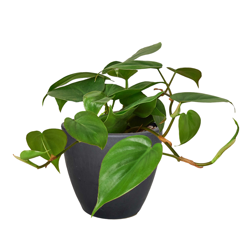 Philodendron Cordatum Heartleaf | Easy Care Climbing Houseplant | House Plant Shop