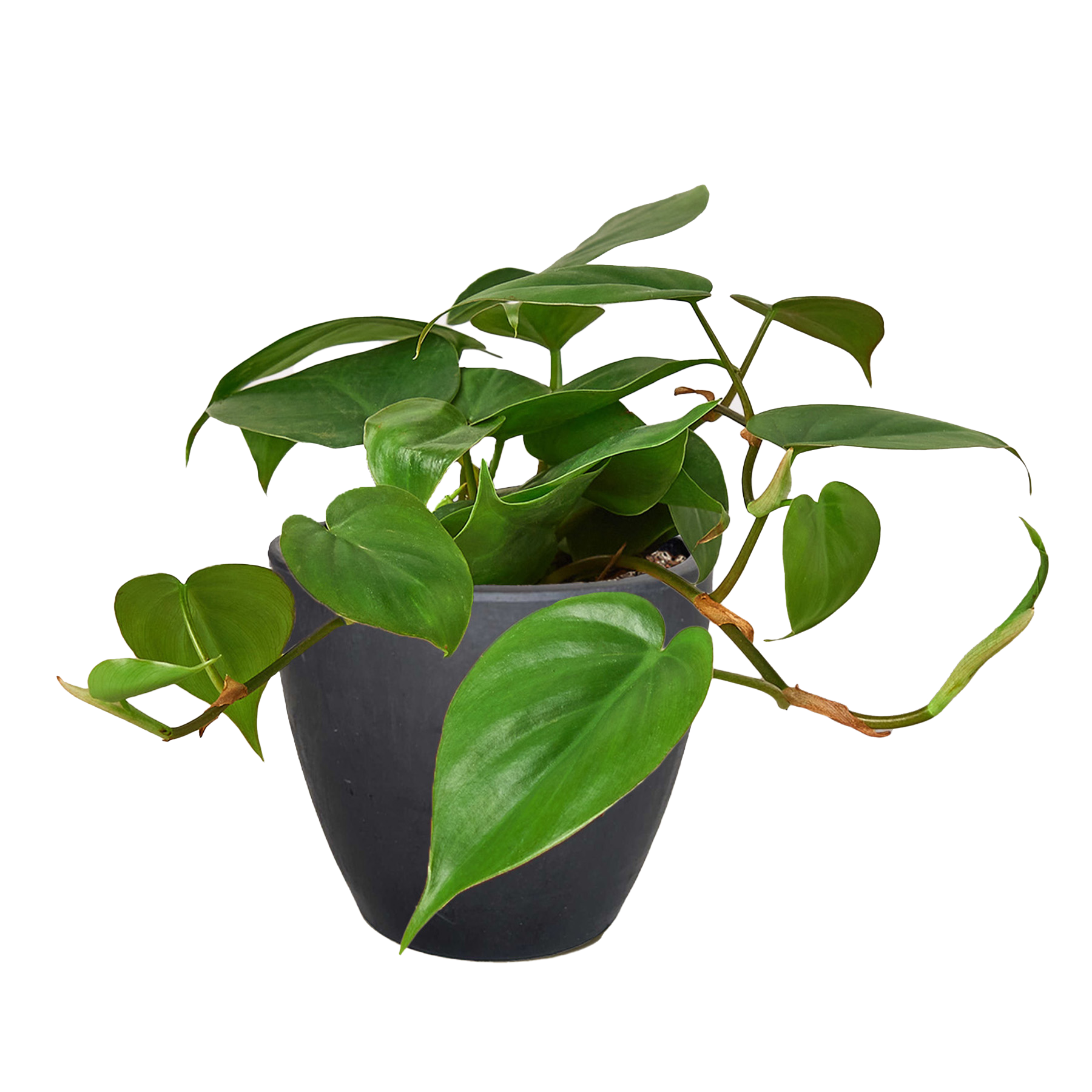 Philodendron Cordatum Heartleaf | Easy Care Climbing Houseplant | House Plant Shop